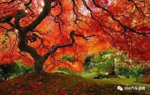 中國最 貴 的兩棵樹,一棵配有專門的警衛,一棵投保1個億