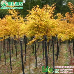 日本紅楓黃金楓和日本紅楓蝴蝶楓葉色表現好嗎 有圖片嗎