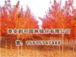 河南紅點紅楓:想買品種好的紅點紅楓上哪-泰安韻可園林綠化提供河南紅點紅楓:想買品種好的紅點紅楓上哪的相關介紹、產品、服務、圖片、價格美國紅點紅楓扦插苗、美國紅點紅楓扦插苗、金冠黃楊小苗、山東紅火箭紫薇樹苗、日本紅楓黃金楓價格、歐洲紅楓基地、