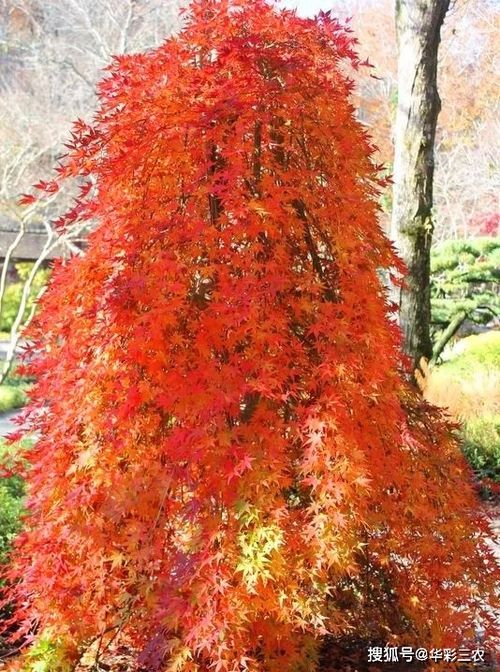 槭樹品種之日本紅楓流泉