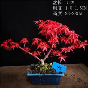 日本紅楓出猩猩