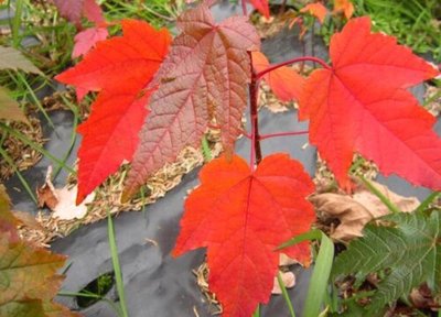 日本紅楓和中國紅楓的區(qū)別