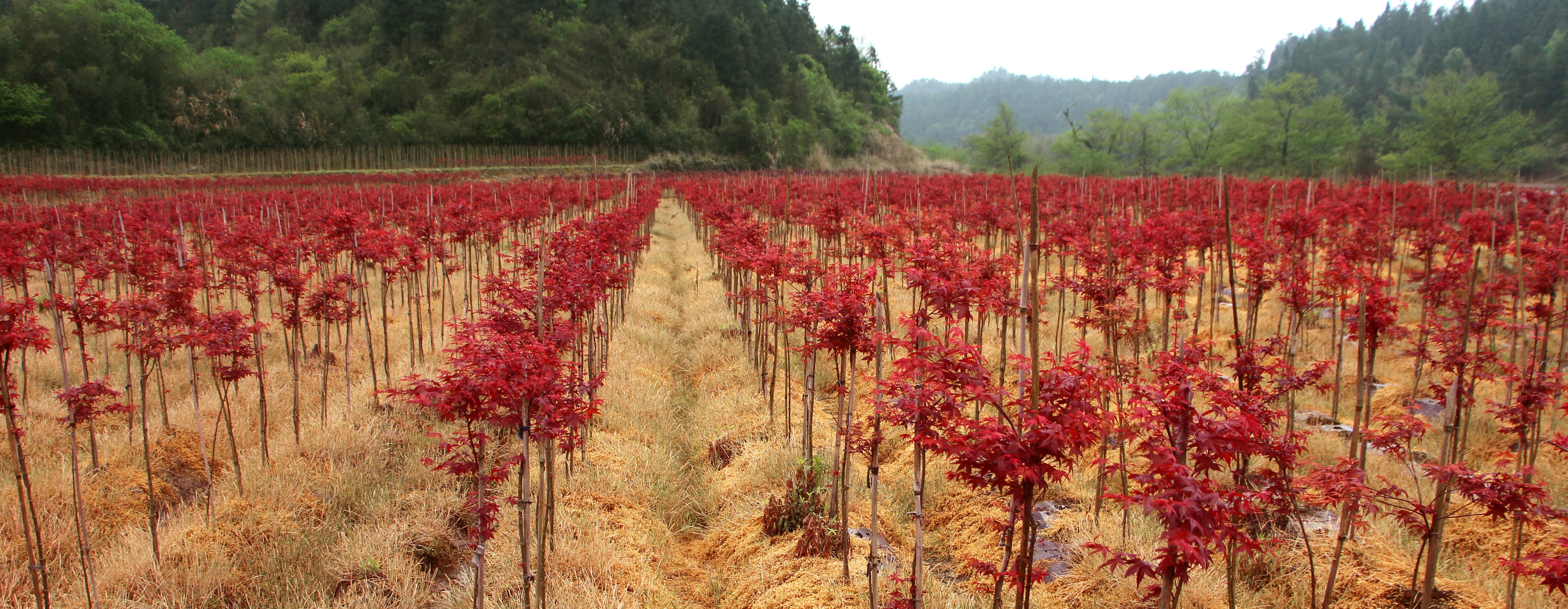 紅楓--主要品種(日本紅楓橙之夢、三季紅、紅舞姬)