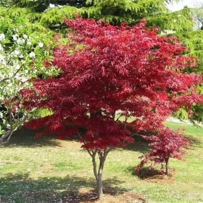 5公分日本紅楓樹 8公分多規格 風景樹 公園造景栽植苗木