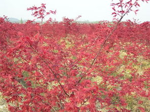 山東日本紅楓價(jià)格 日照紅櫻苗木基地 農(nóng)業(yè) 綠化苗木 藍(lán)冰柏 北美楓香 日照紅櫻苗木基地 藍(lán)冰柏,北美楓香,美國(guó)藍(lán)杉,山東藍(lán)冰柏,北美紅櫟