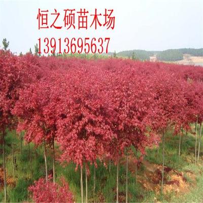 紅葉樹(shù)苗多 少錢一棵