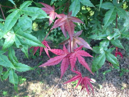 紅楓都有哪些品種,哪個(gè)品種最好