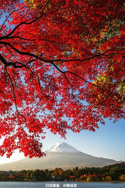 紅楓掩映富士山,幾許張揚(yáng),幾許內(nèi)斂