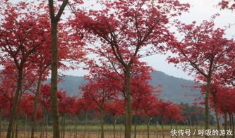 楓情萬種之日本紅楓紅舞姬