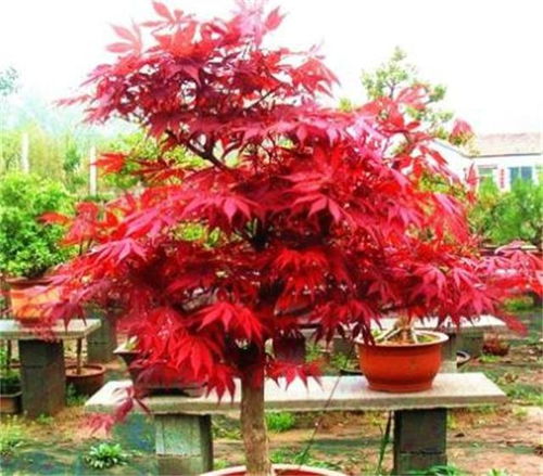 4種 樹 ,寓意日子紅紅火火,客廳養1盆,家越來越興旺