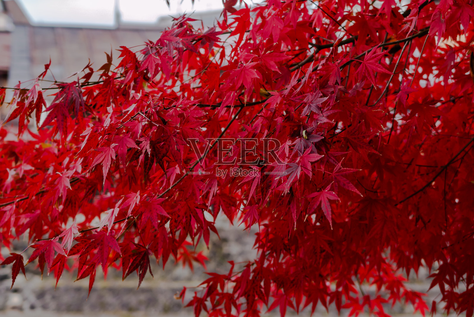 日本紅楓樹的葉子