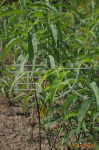 花卉種子 種苗產(chǎn)品列表 007商務(wù)站 全球網(wǎng)上貿(mào)易平臺(tái) 第89頁