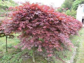 未來1 2年潛力巨大的幾個(gè)小本創(chuàng)業(yè)項(xiàng)目