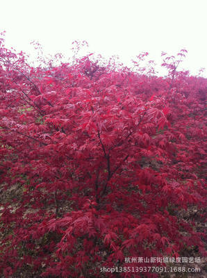 紅楓-中華紅楓采購平臺(tái)求購產(chǎn)品詳情