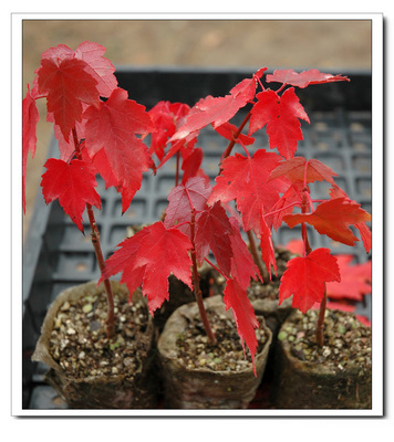 【當(dāng)年新采紅楓種子,日本紅楓種子,雞爪槭種子,美國紅楓種子】價(jià)格,廠家,圖片,花卉種子種苗,沭陽縣卓天花卉園藝場-