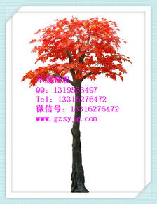 室外日本楓樹 日本楓樹廠家直銷價(jià)格 室外日本楓樹 日本楓樹廠家直銷型號(hào)規(guī)格