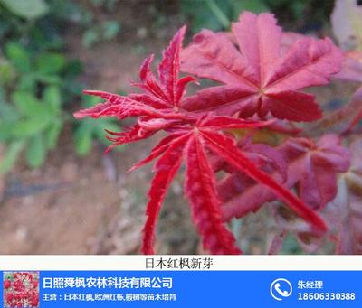 日本紅楓專賣、舜楓農(nóng)林 在線咨詢 、日本紅楓