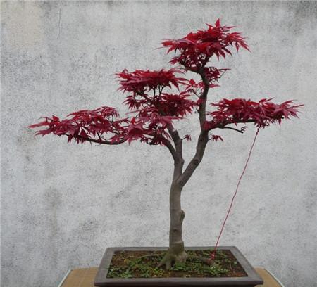 日本紅楓紅舞姬可以在北方地區栽種嗎