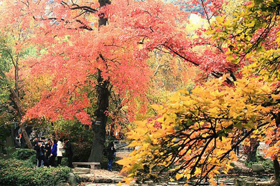 日本紅楓樹品種有哪些?