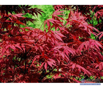 【專業(yè)供應綠化苗木紅楓樹日本紅楓樹38公分紅楓樹價格】泰安開發(fā)區(qū)浩源園藝場 - 產(chǎn)品庫