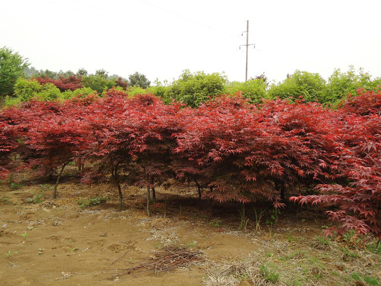 紅楓樹苗日本紅楓 中國紅楓 美國紅楓 風(fēng)景樹 三季紅紅楓