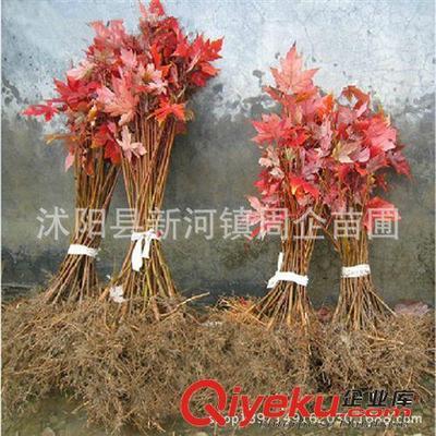 批發正宗嫁接日本紅楓苗 日本紅楓樹苗 日本紅楓三季紅小苗盆景-沭陽縣新河鎮周企苗圃提供批發正宗嫁接日本紅楓苗 日本紅楓樹苗 日本紅楓三季紅小苗盆景的相關介紹、產品、服務、圖片、價格沭陽縣新河鎮周企苗圃、灌木;綠化苗;種子;盆景;果樹苗