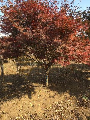 江蘇地區(qū)日本紅楓銷售信息 優(yōu)質(zhì)苗木1200元/株