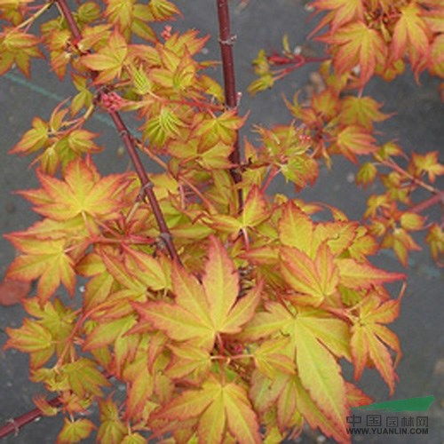 橙之夢日本紅楓盆景制作全攻略 從紅楓苗到藝術(shù)精品的蛻變