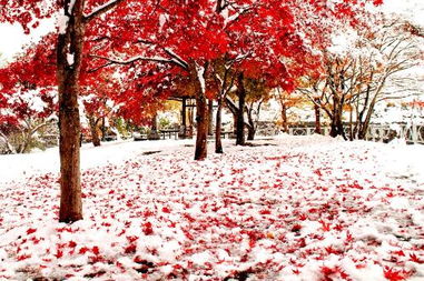 日本紅楓品種選擇指南 生長速度與葉形美觀的平衡