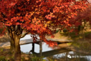 上海小眾賞楓地盤點(diǎn) 日本紅楓正當(dāng)時，這些地方即將刷屏朋友圈