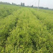 日本紅楓 園林綠化中的優雅選擇