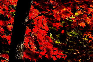 待到秋風起，楓葉最相思——本溪關門山日本紅楓漫記
