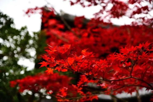 薛蠻子買下日本一條街，日本紅楓投資熱潮你跟上節奏了嗎？