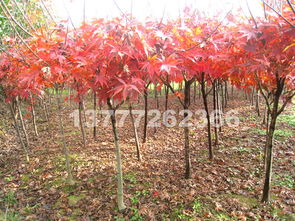 探尋紅楓之美 品種、市場與觀賞勝地全解析