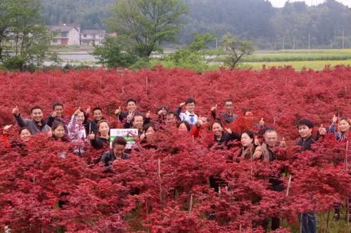 楓情萬種之日本紅楓“紅舞姬” 一樹絢爛，舞動秋色