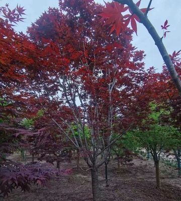 園林綠化新貴 日本紅楓與中國紅、美國紅楓的精品化培育之路
