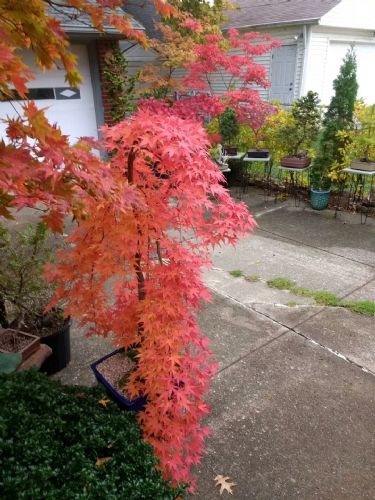 日本紅楓“流泉” 流淌于庭院中的詩(shī)畫