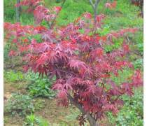 日本紅楓 秋日庭院中的一抹絢爛詩(shī)畫