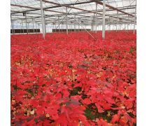 庭院點(diǎn)睛之筆 美國(guó)四季紅楓與日本紅楓精品推薦