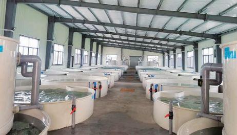 科技賦能農(nóng)業(yè) 工廠化養(yǎng)魚(yú)，養(yǎng)出沒(méi)有腥味的好魚(yú)