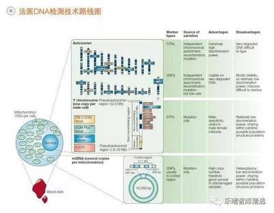 法醫DNA檢測行業 百億藍海市場蓄勢待發，技術創新驅動未來