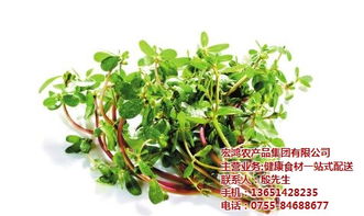 宏鴻農(nóng)產(chǎn)品集團(tuán) 領(lǐng)跑生鮮蔬菜配送的綠色先鋒